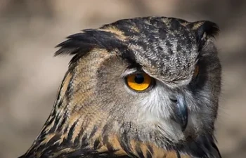 Close Up Owl
